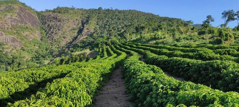 Floradas decepcionam e perspectivas da produção de café no Sul de Minas são pessimistas