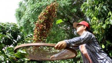 Exportação e chuvas em Minas pressionam os preços do café
