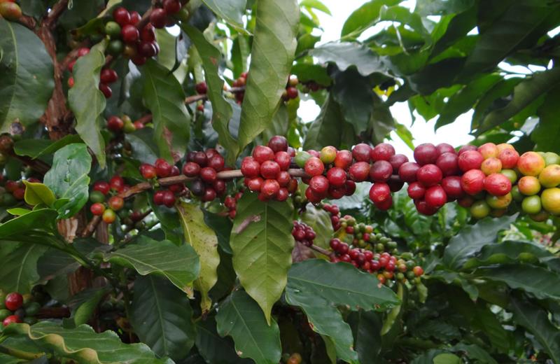 Emater orienta cafeicultores para enfrentarem quebra na produção em 2021
