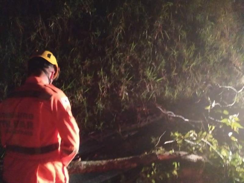 Árvore de grande porte cai na rodovia e provoca acidente em Juruaia
