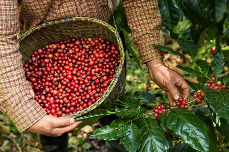 Colheita de café da Cooxupé chega a 52% da área