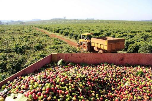 Colheita de café dos cooperados da Cooxupé atinge 70,96% da área