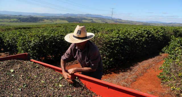 Colheita de café dos cooperados da Cooxupé atinge 79,3% da área