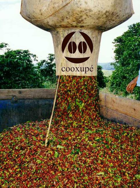 Colheita de café da Cooxupé atinge 29% do total até 26 de junho