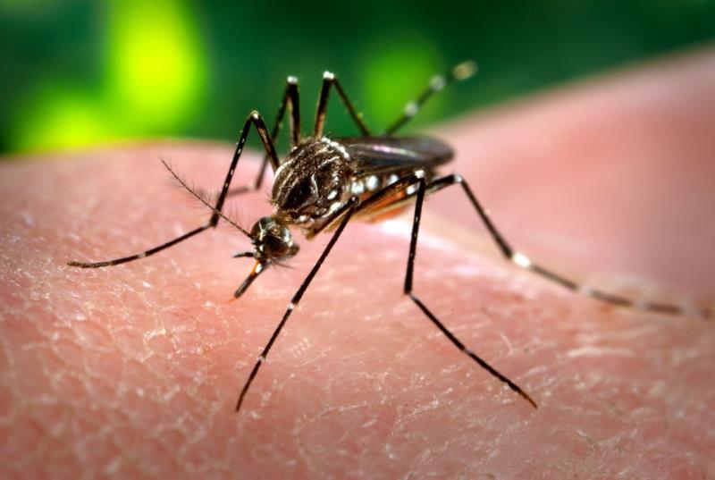 Levantamento aponta Guaxupé como município de médio risco para a proliferação do Aedes aegypti