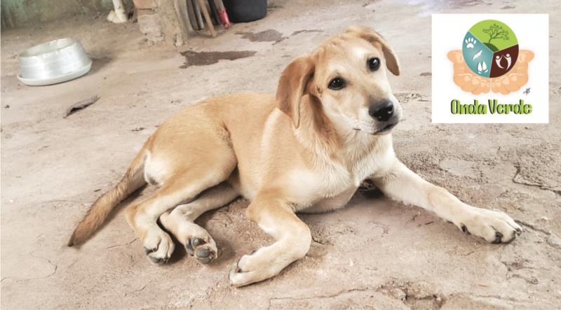 Filhote canina resgatada em estrada precisa de um lar