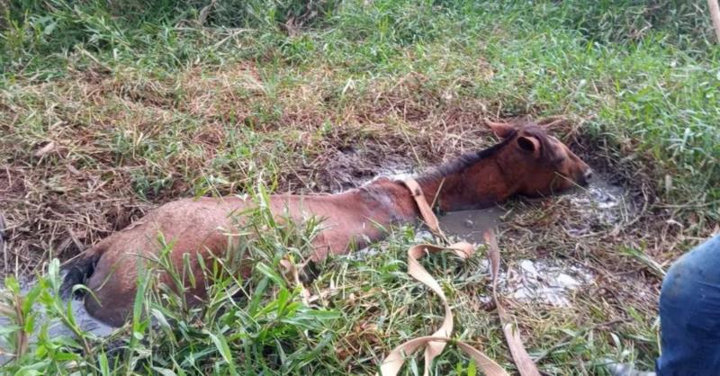 Mais um equino atolado em lamaçal é resgatado em Guaxupé