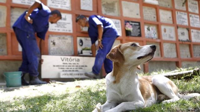 Em Poços de Caldas, projeto prevê que pets possam ser enterrados em cemitérios 