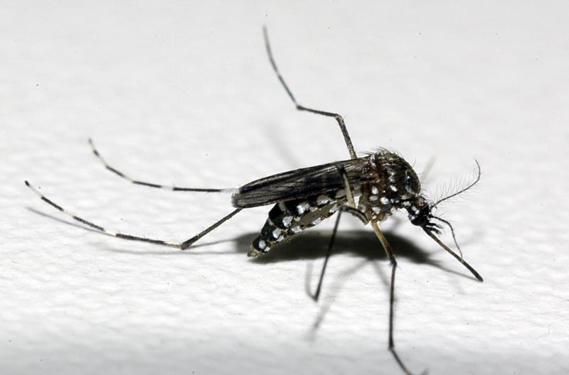 Secretaria da Saúde realiza força-tarefa em Passos e região para evitar epidemia de dengue
