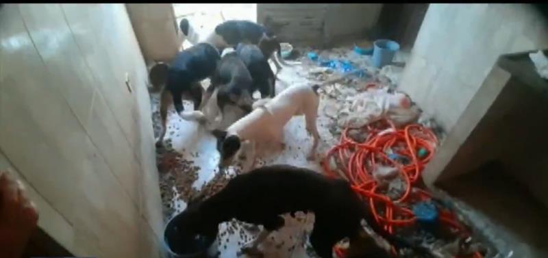 Polícia investiga maus tratos e abandono de cães em residência de Muzambinho