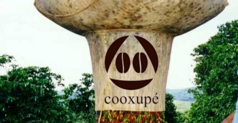 Clima continua ajudando e colheita da safra 22 de arábica da Cooxupé avança para 42,78%