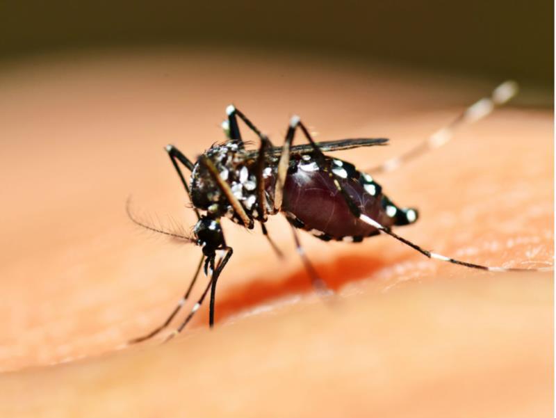 LIRAa aponta baixo risco de dengue em Guaxupé, mas cuidados não podem ser abandonados