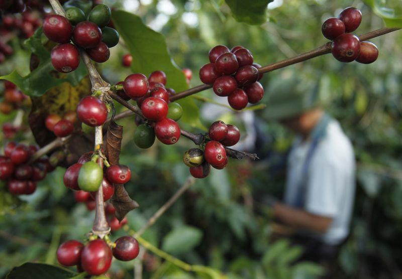 Colheita do café arábica chega a 85,48% nas áreas da Cooxupé