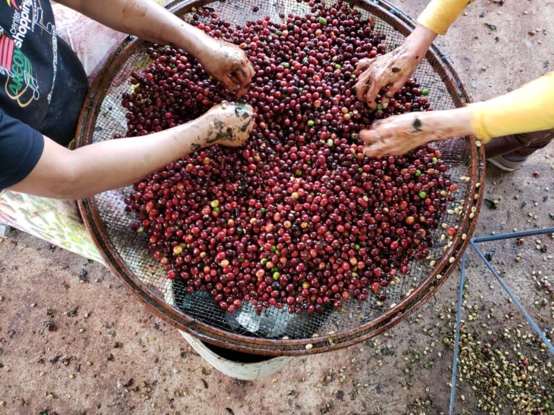 Safra na reta final: Colheita do café arábica nas áreas da Cooxupé ultrapassa os 90%