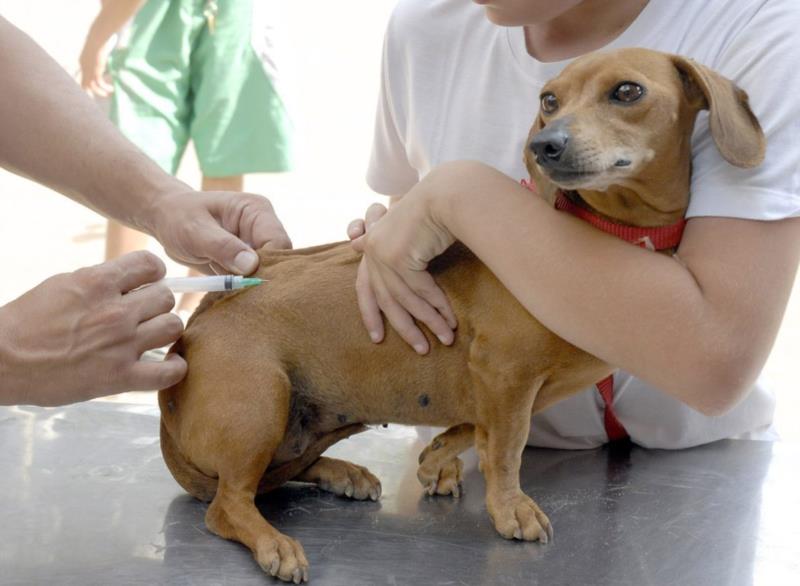 Vacinação antirrábica para cães e gatos será de 5 a 17 de setembro em Guaxupé 