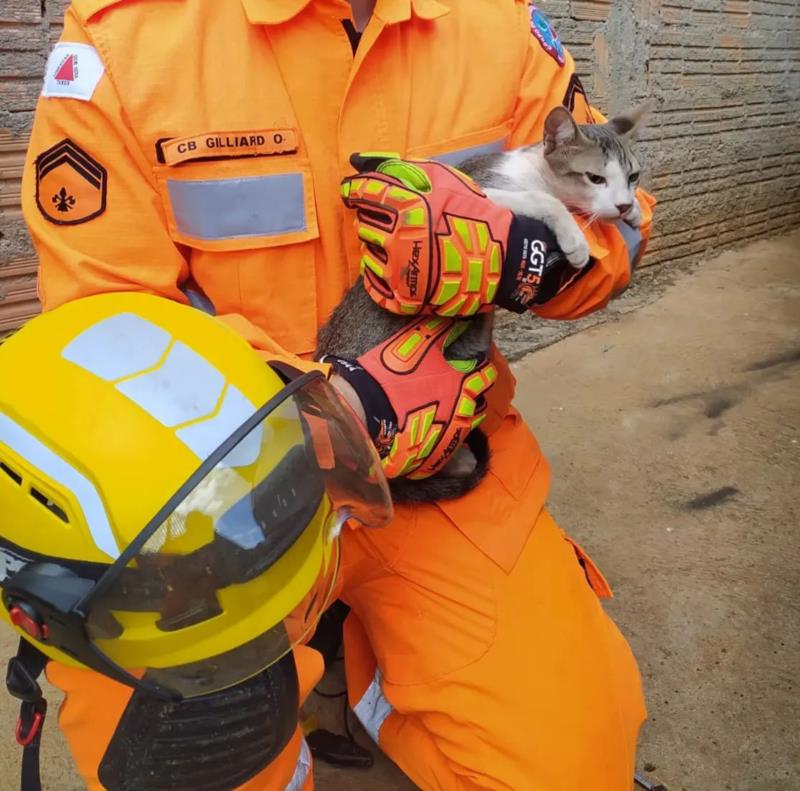 Gato preso em parachoque de veículo foi resgatado pelos bombeiros em Guaxupé