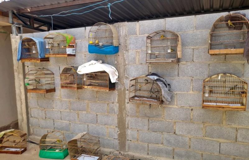 Vinte pássaros silvestres são apreendidos dentro de residência em Monte Belo