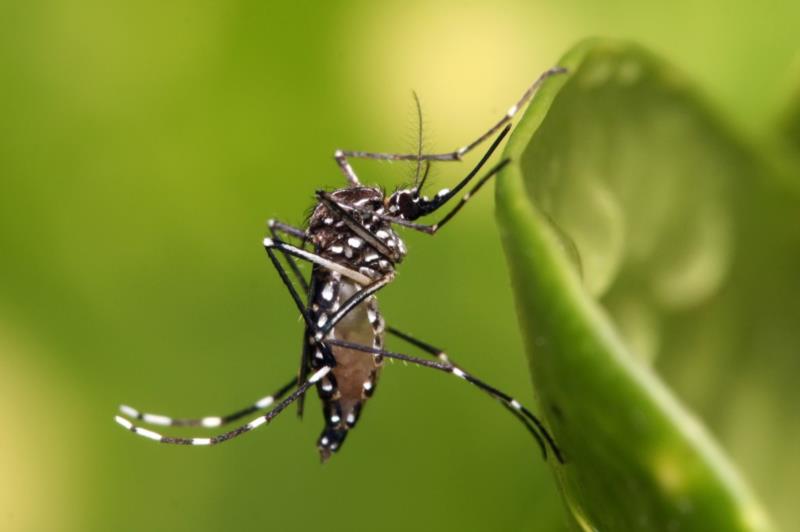 Com 13 focos positivos de Dengue, Guaxupé apresenta médio risco para a doença 
