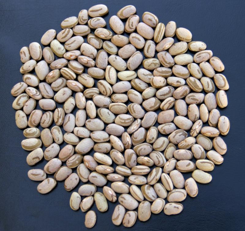 Emater vai distribuir sementes de feijão para 53 mil agricultores familiares