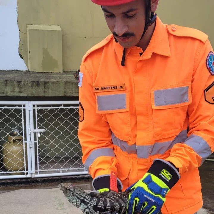 Bombeiros capturam lagarto teiú em encanamento de saída de água de chuva da escola Dona Queridinha