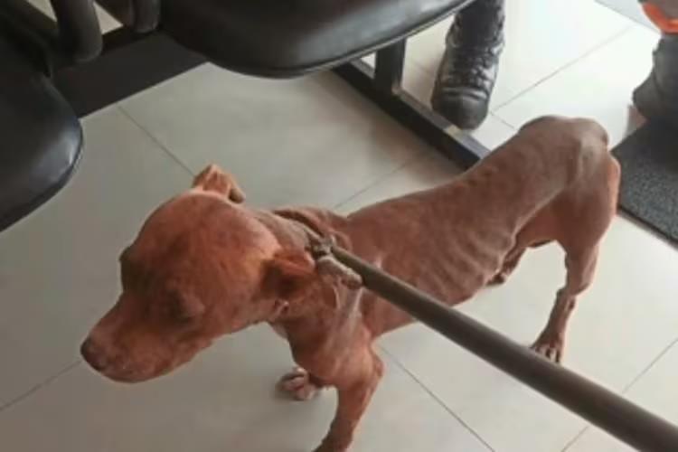Em São Sebastião do Paraíso, Pit bull mata outros cães para sobreviver após abandono 