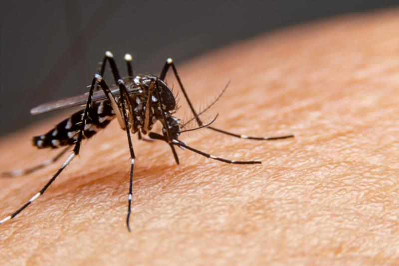 Casos prováveis de dengue já ultrapassam mais de 10 mil notificações no Sul de Minas