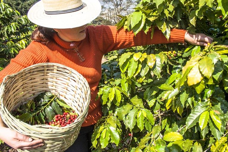 Associação de Cafeicultores do Sudoeste de Minas vai promover Dia de Campo em fazenda de Guaxupé