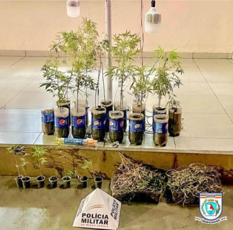 Policiais localizam laboratório de cultivo de maconha em residência no Sul de Minas 