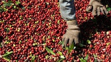 IBGE eleva previsão de safra de café do Brasil e vê recorde para arábica