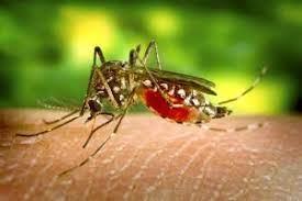 Minas Gerais tem disparada de mortes por dengue e chikungunya