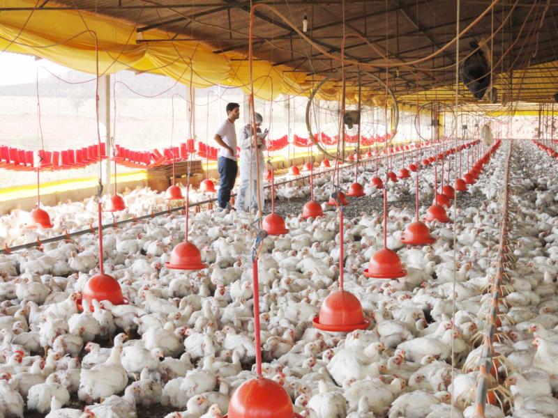 Minas não registra gripe aviária, mas alerta população para evitar ocorrência
