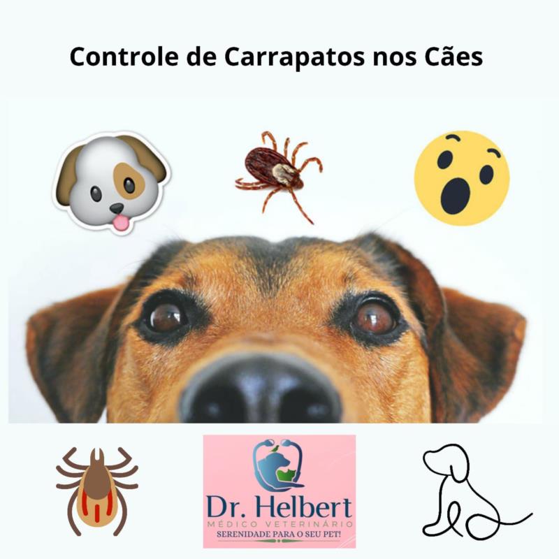 Controle de carrapatos x Saúde Canina