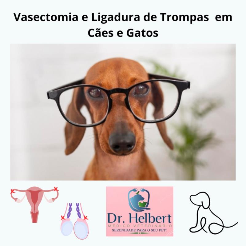 A vasectomia e a Ligadura de Trompas em cães e gatos existe. Entenda como funciona!
