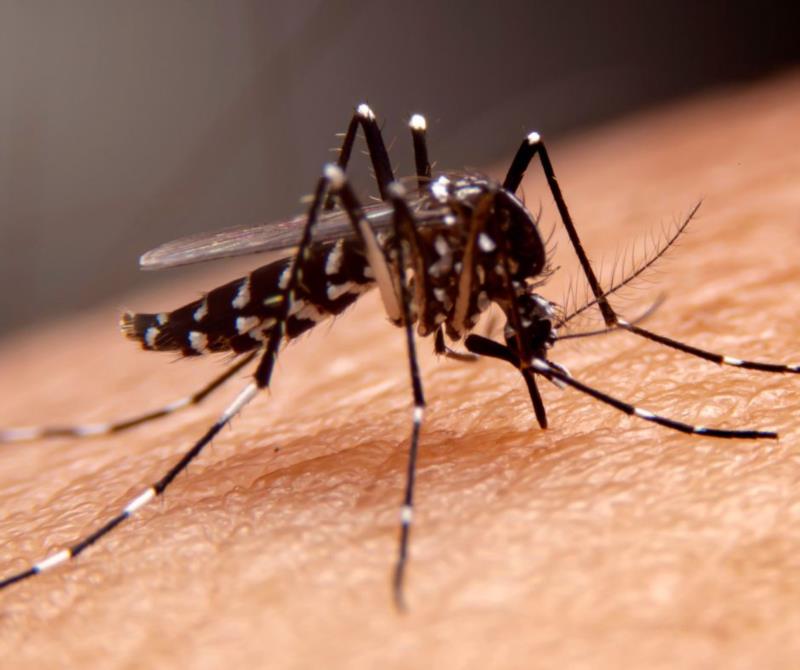 Em menos de 6 meses, MG registra o dobro de mortes por dengue em relação a 2022