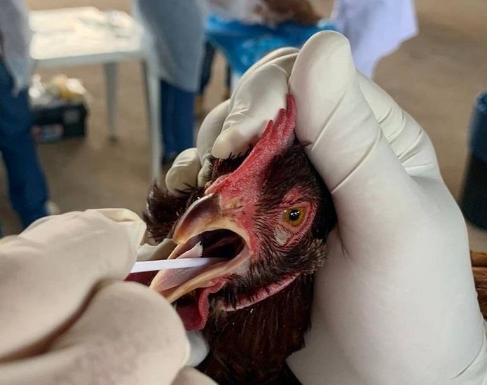 Veterinários atuam contra febre aviária