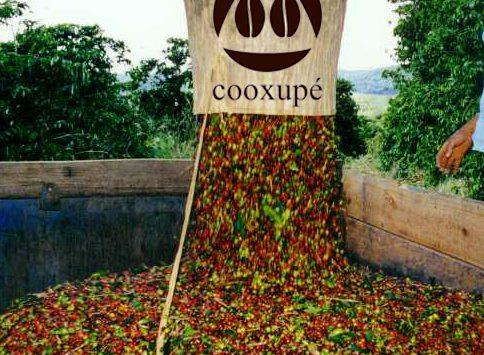 Colheita da safra de café da Cooxupé está praticamente concluída em São Paulo e sul de Minas