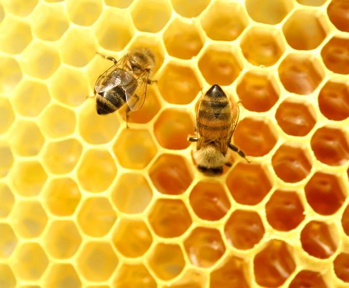 Polinizadores naturais, abelhas são fundamentais para a agricultura e correm risco com as mudanças climáticas