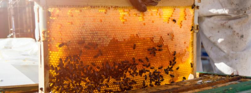 Instituto Mineiro de Agropecuária simplifica cadastro de criadores de abelhas do estado