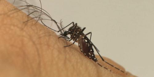Vacina contra dengue começa a ser aplicada em fevereiro no Brasil