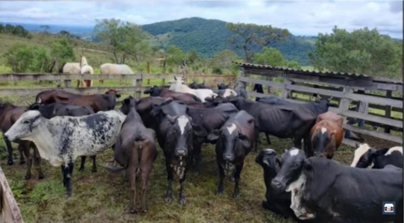 Polícia Militar recupera 24 animais furtados em fazenda no Sul de Minas