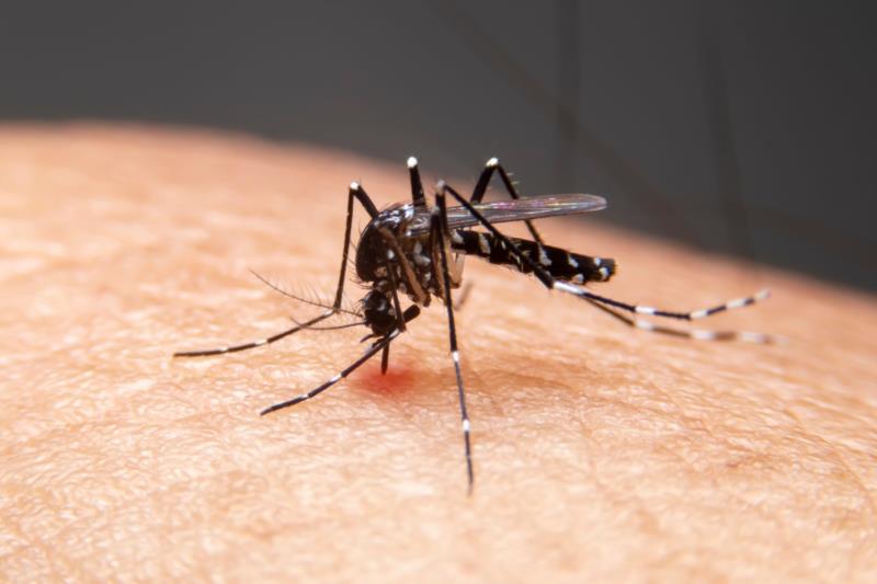 Prefeituras investigam mortes de três pessoas por suspeita de dengue em Monte Belo e Cabo Verde 