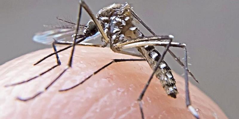 Governo de Minas ‘anula’ segunda morte por dengue em 2024
