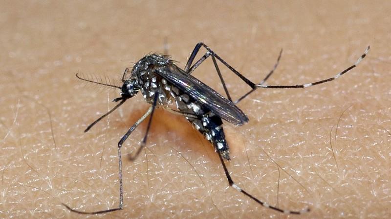Novos casos de dengue aumentam mais de 78% em uma semana no Sul de MG 
