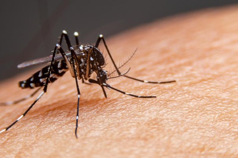 Sobe para 18 o número de mortes por dengue em Minas em 2024