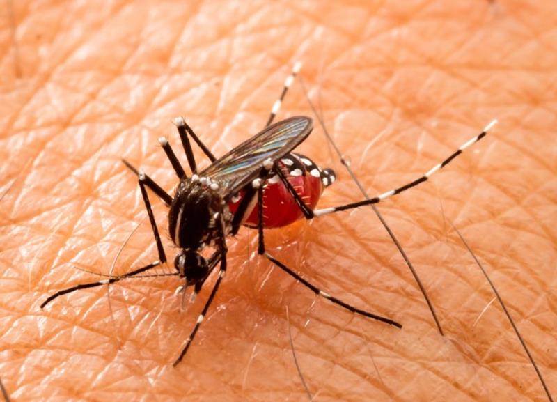 Dengue e chikungunya já mataram 86 mineiros em menos de três meses