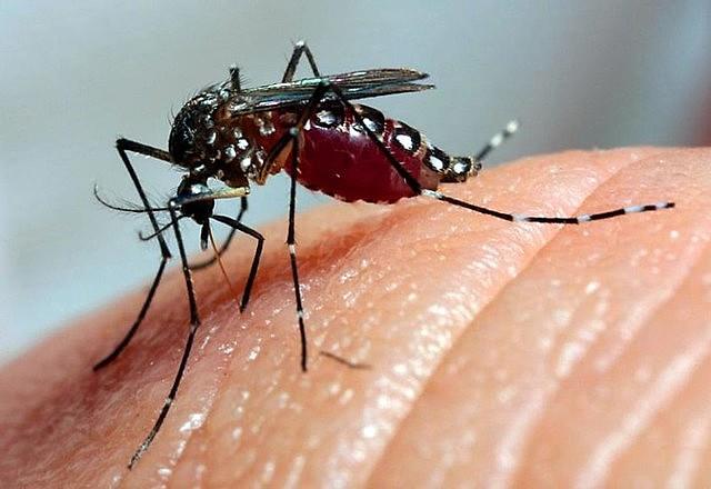 Casos de dengue no Sul de Minas passam dos 80 mil e mortes sobem para 28