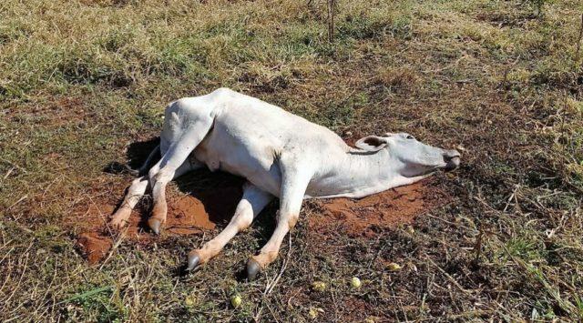 Casos de raiva bovina fazem Adapar reforçar necessidade de vacinação do rebanho